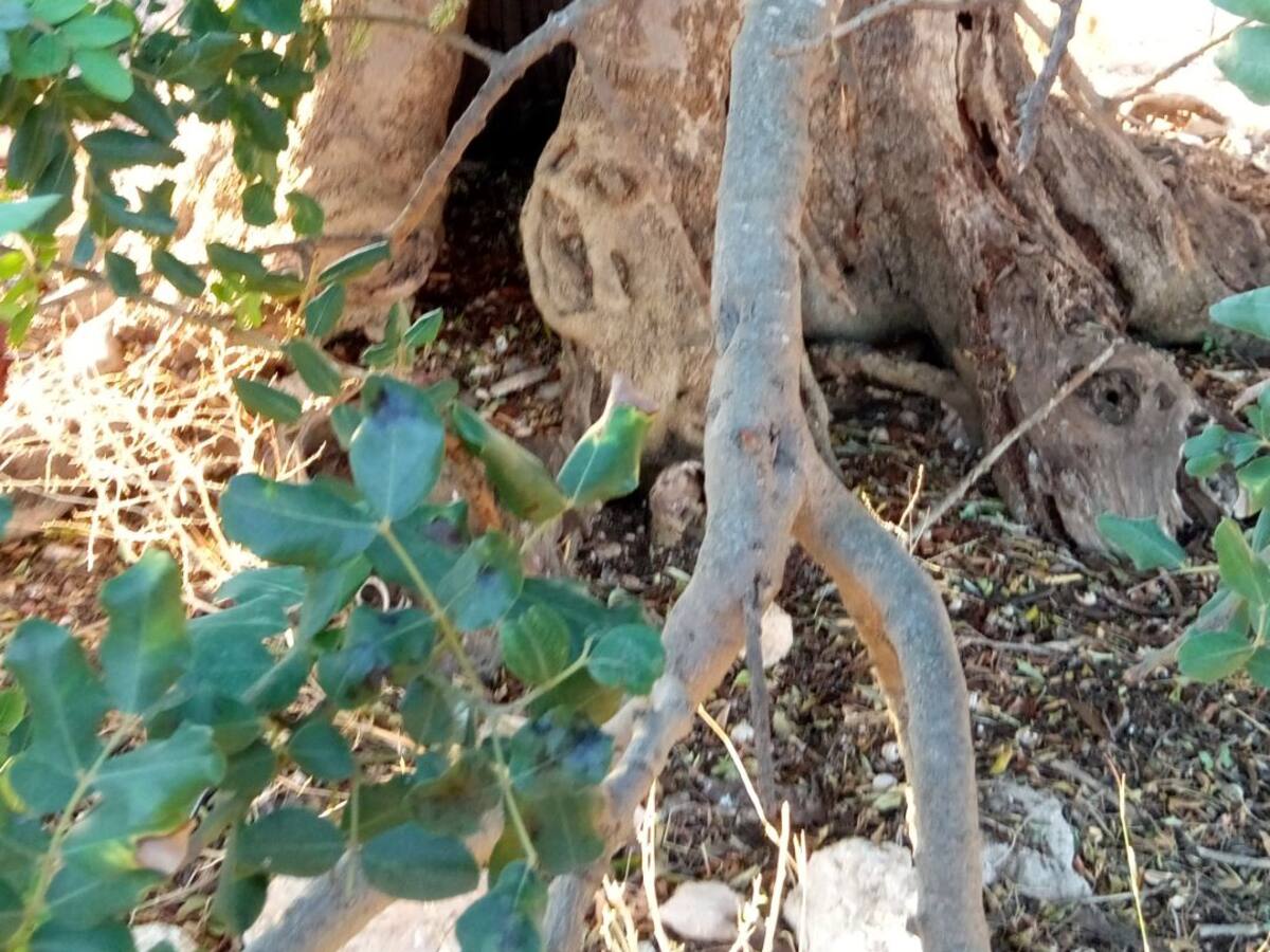 La Escudería del Tari