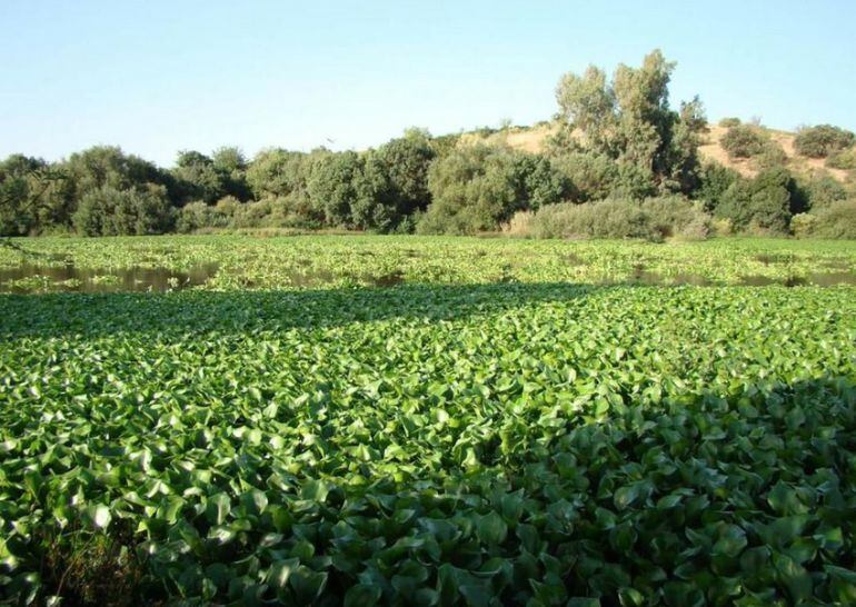 El camalote en el cauce del Guadiana este verano