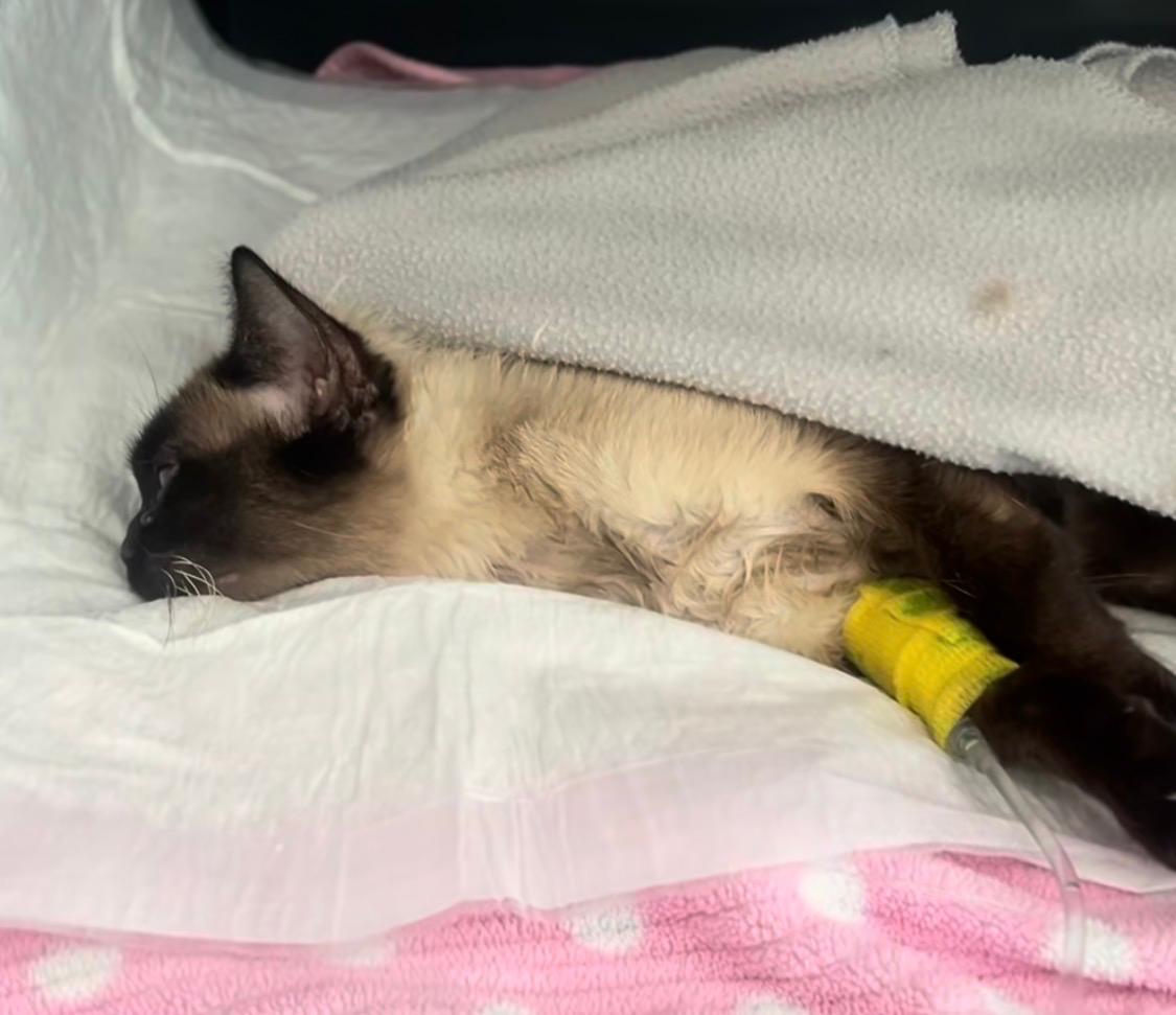 Uno de los gatos drogados encontrados por 'Salvando Huellas'