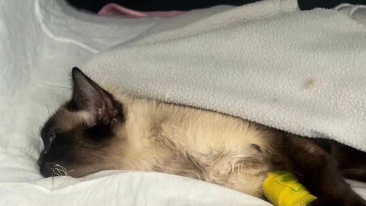 'Salvando huellas' pide ayuda ante otro caso de maltrato animal en Huesca