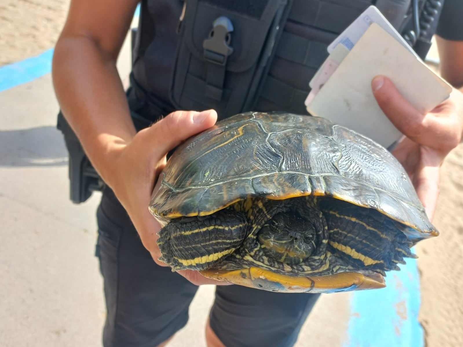 La Policía Local de València decomisa una tortuga exótica invasora en la playa de la Malvarrosa.