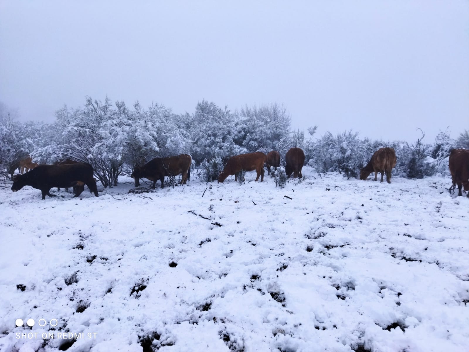 El ganado pasta en la nieve