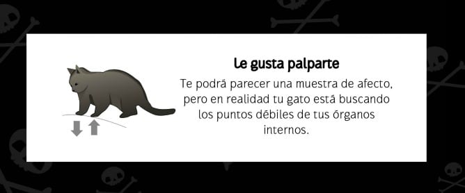 Una de las advertencias de &#039;Cómo saber si tu gato planea matarte&#039;