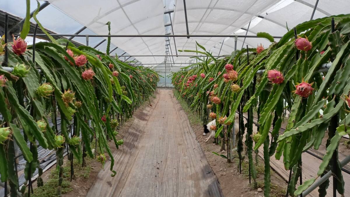 Medio Rural cierra una finca de frutas tropicales en Xove por contaminación de Alcoa