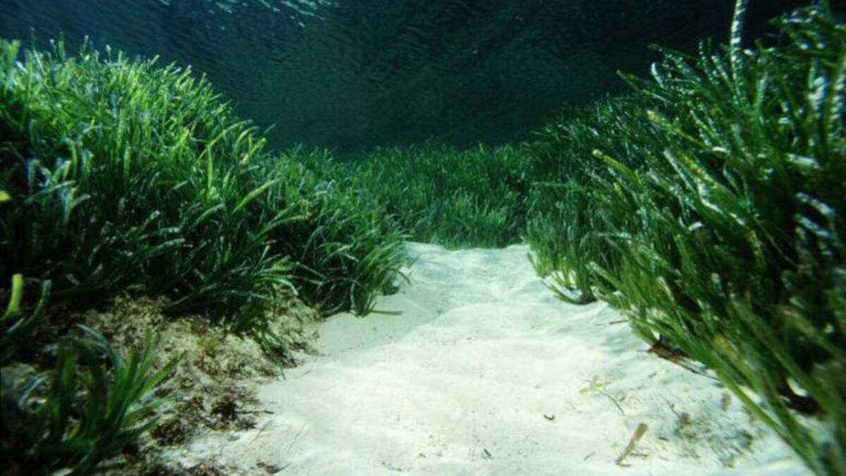 Entidades ecologistas piden al Govern que proteja la posidonia