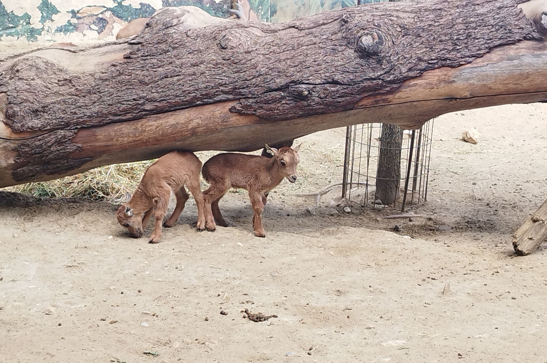 Los dos muflones en el Zoo de Jerez