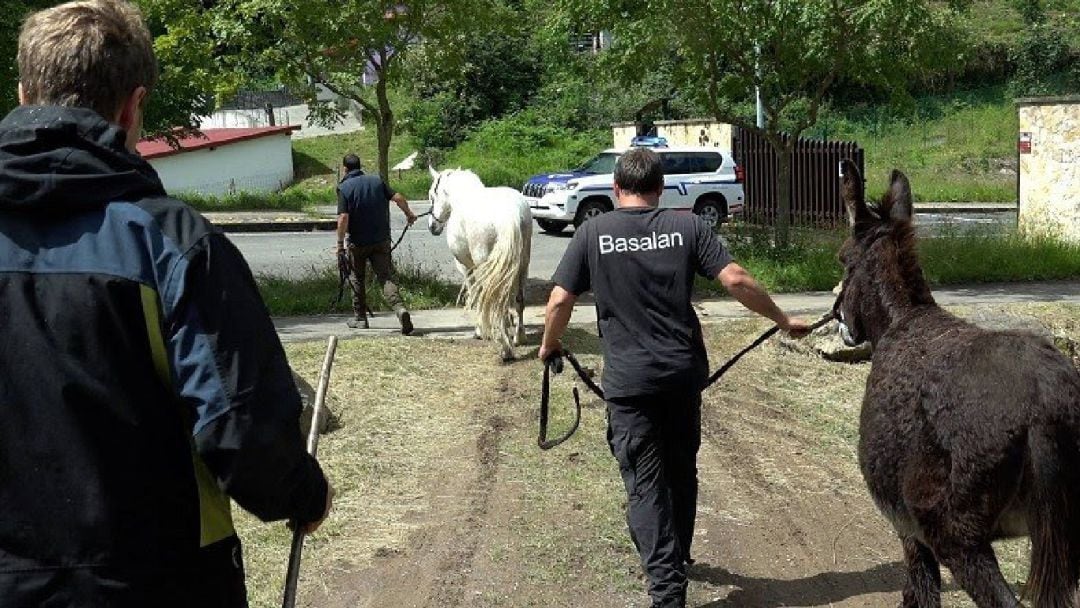 La retirada de ganado se ha desarrollado en la Campa del Asturiano, junto al barrio de Larreineta