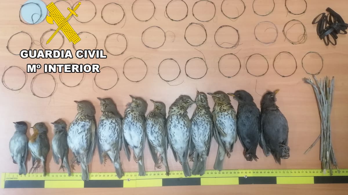 Pillan a un vecino de Torreperogil con 96 lazos para capturar pájaros