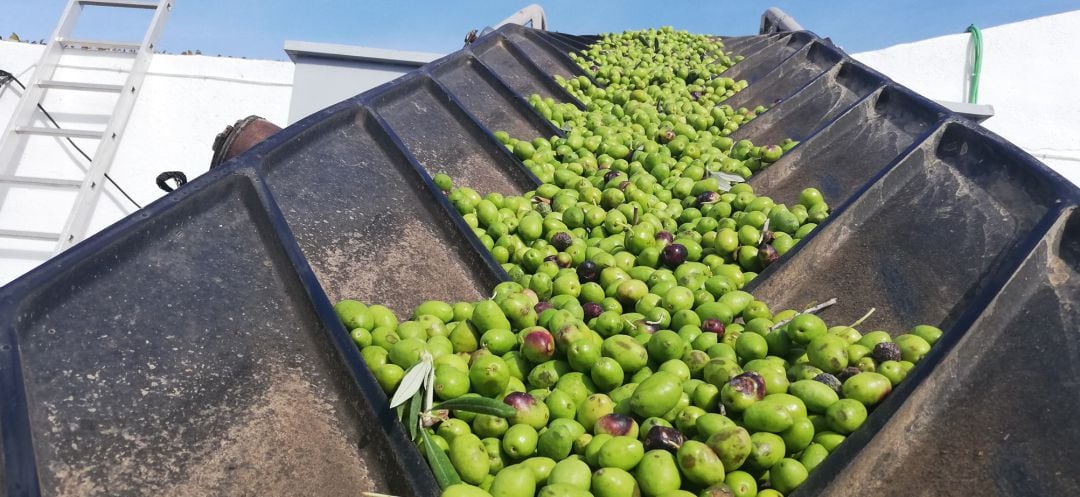 La Fiesta del Primer Aceite llegará a Baeza y Pamplona en octubre.