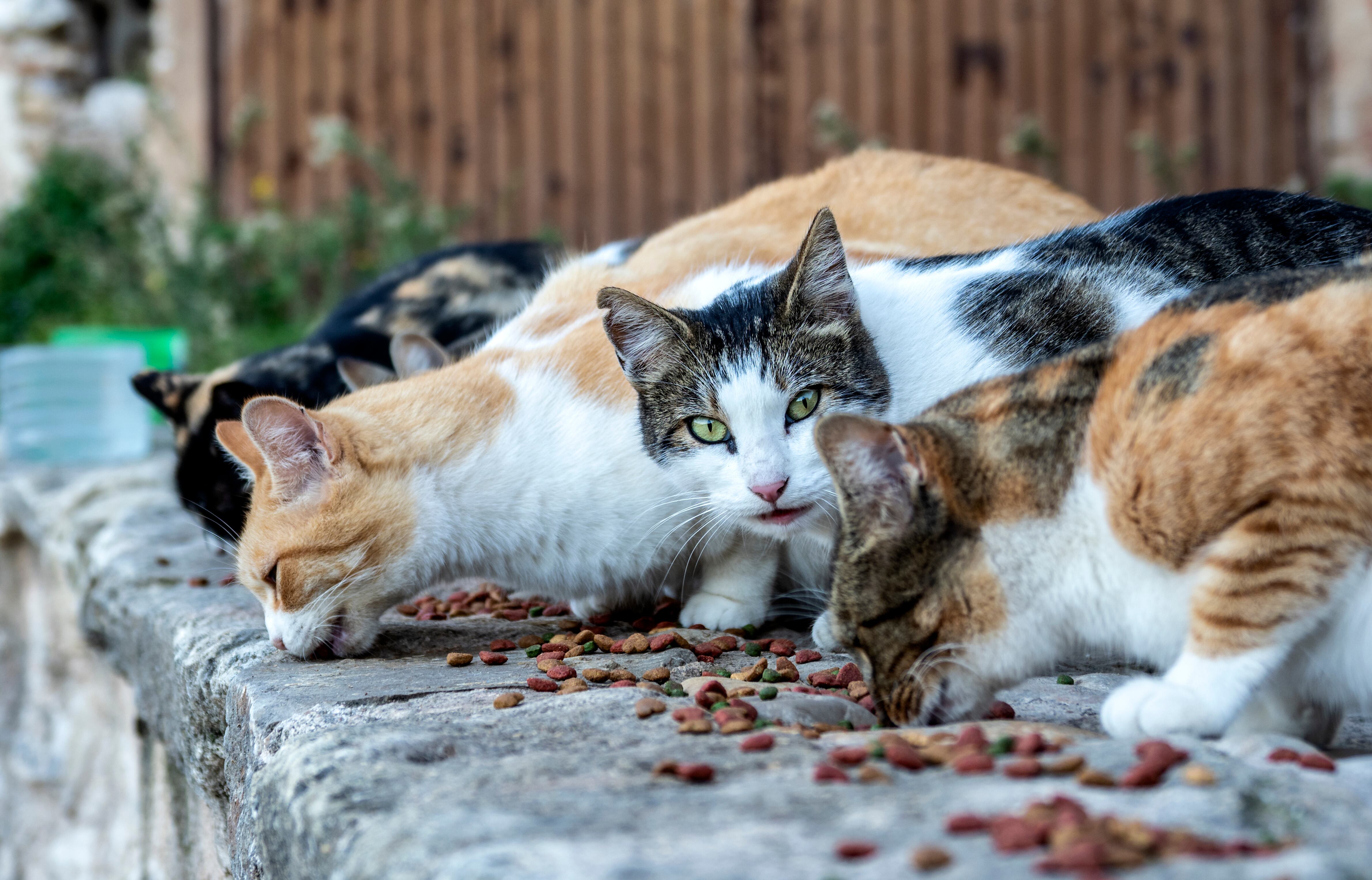 Gatos callejeros. Foto: Getty Images