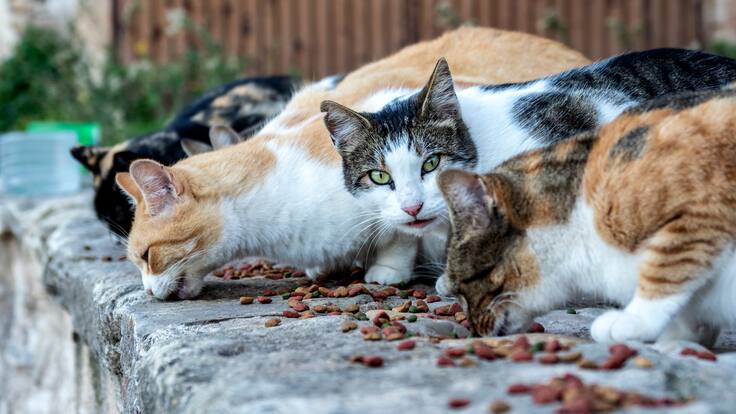 "Pueblos grandes han perdido subvención porque la Diputación no hizo el trabajo" (19/10/23)