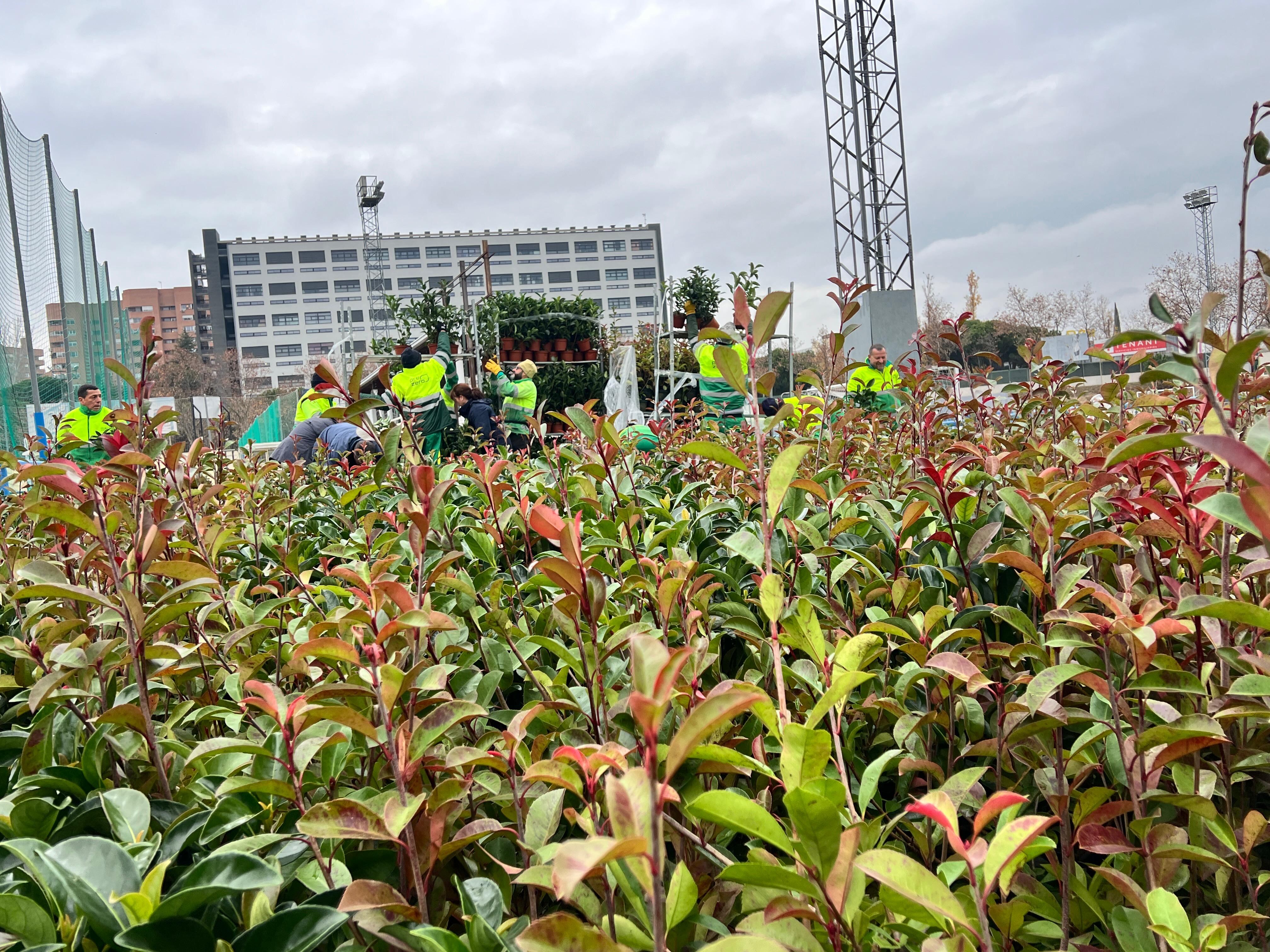 Plantas regeneración Incendio de Tres Cantos
