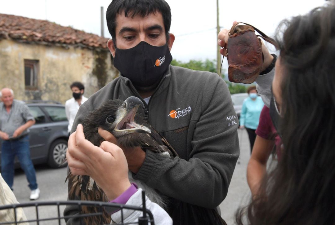 El Proyecto Pigargo se puso en marcha esta semana con la suelta de varios ejemplares en alzona de Pimiango (Ribadedeva).