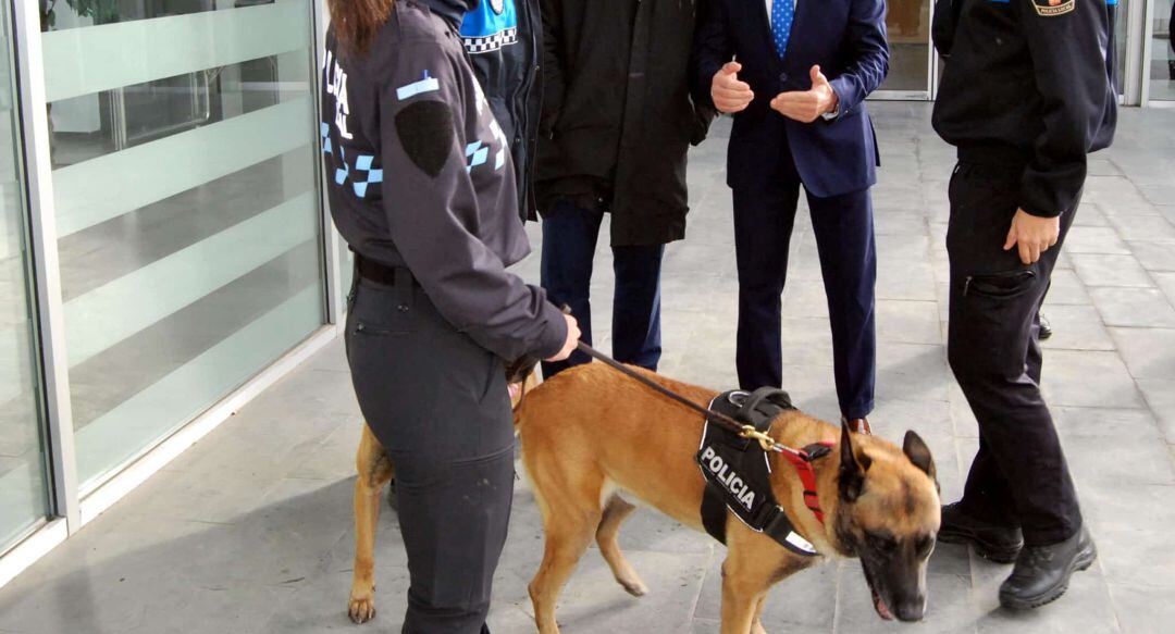 Imagen de uno de los perros que conforman la unidad de policía canina de la Policía Local de Parla