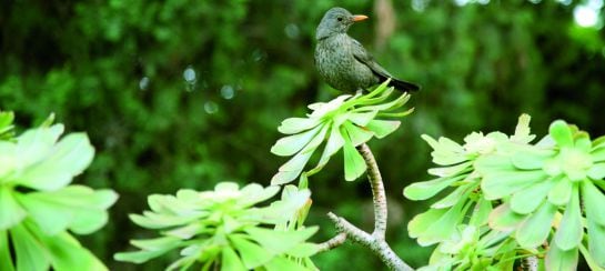 Vista detalle del Jardín Botánico de Valencia