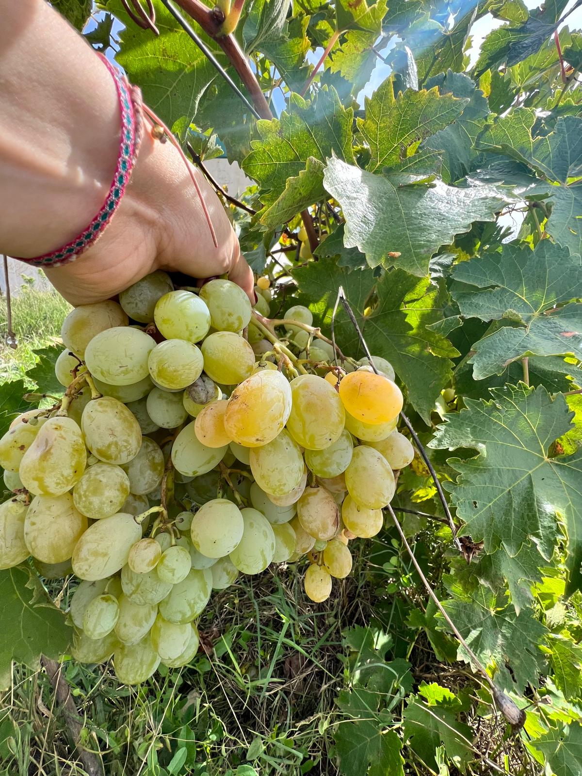 Nuevas variedades de uvas