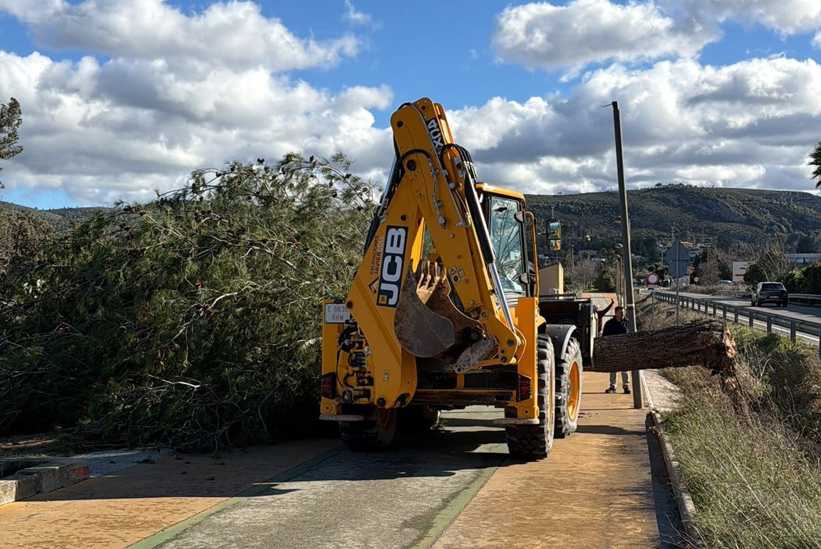 Operarios municipales actúan en la retirada de un árbol caído en la vía pública tras el episodio de fuertes vientos registrado en Ontinyent