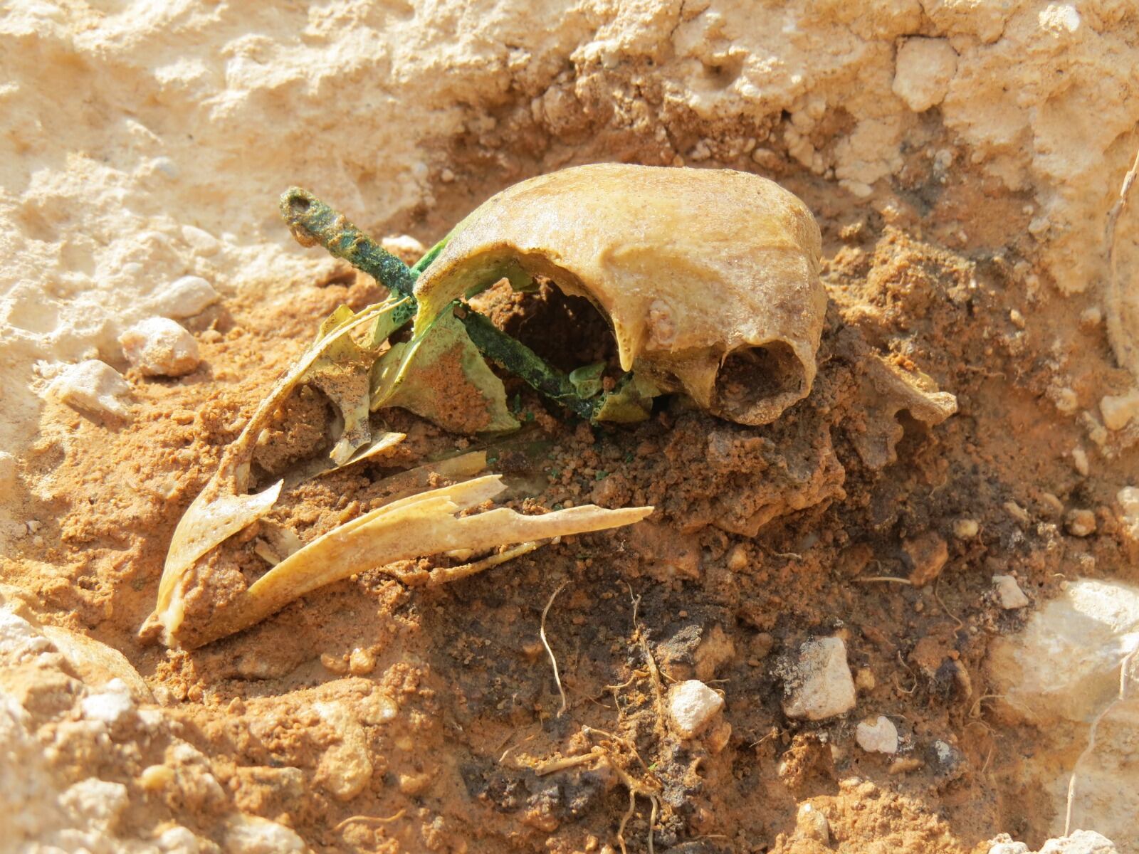 El cráneo de la gallina fue encontrado en Mallén