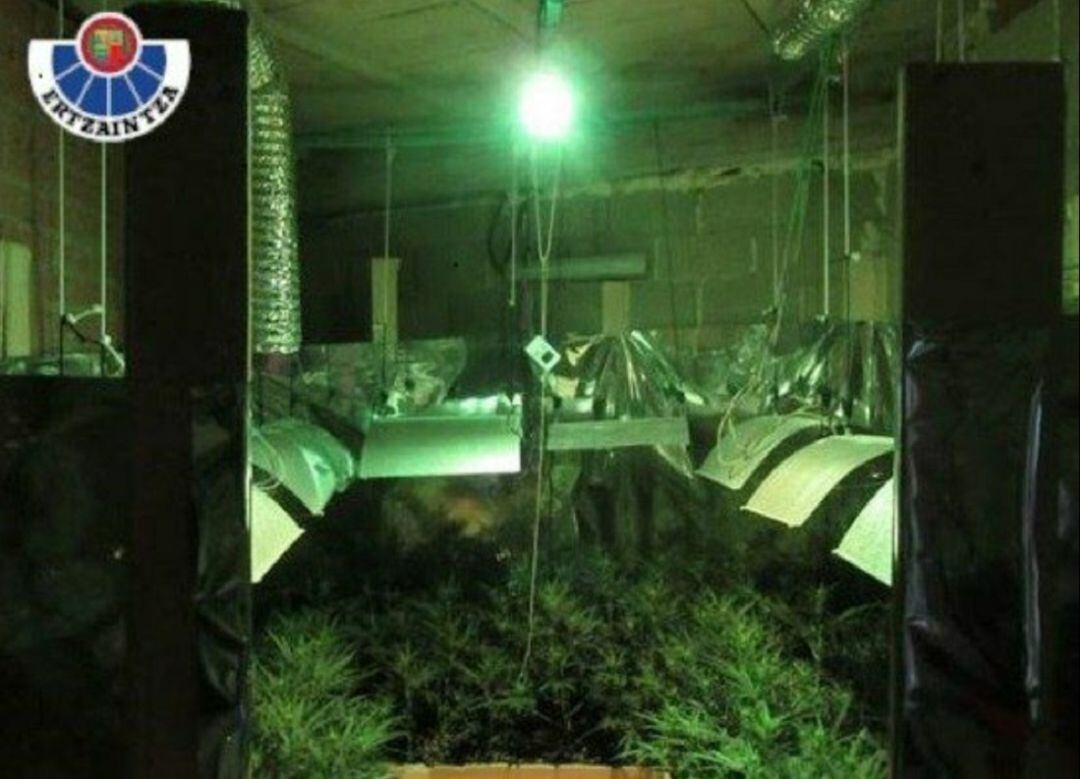 La plantación se encontraba oculta en la vivienda 