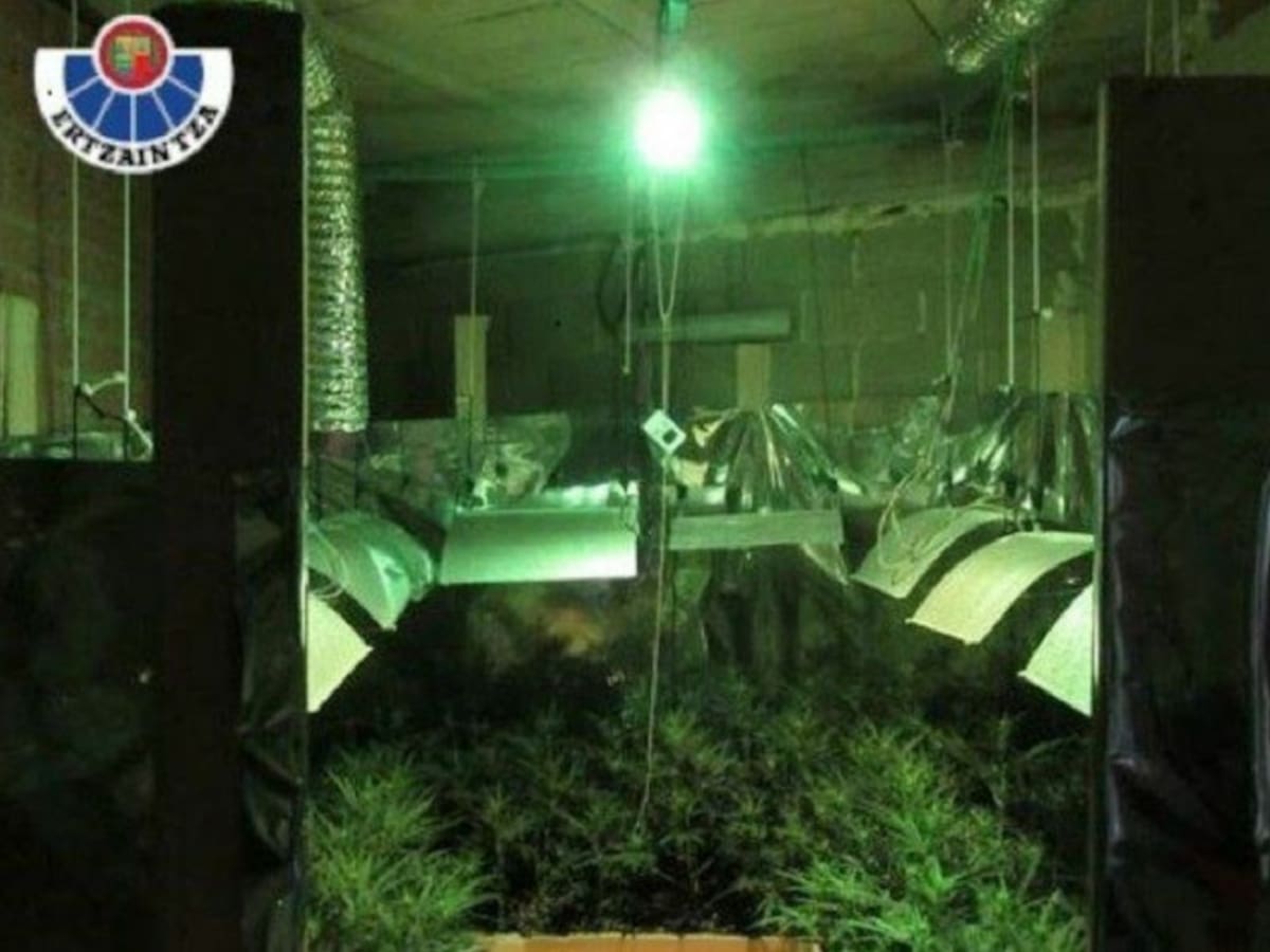 Descubren una plantación de marihuana en una vivienda al acudir ertzainas por una discusión de pareja