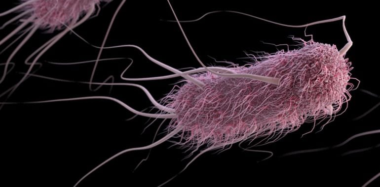 Una bacteria E Coli.