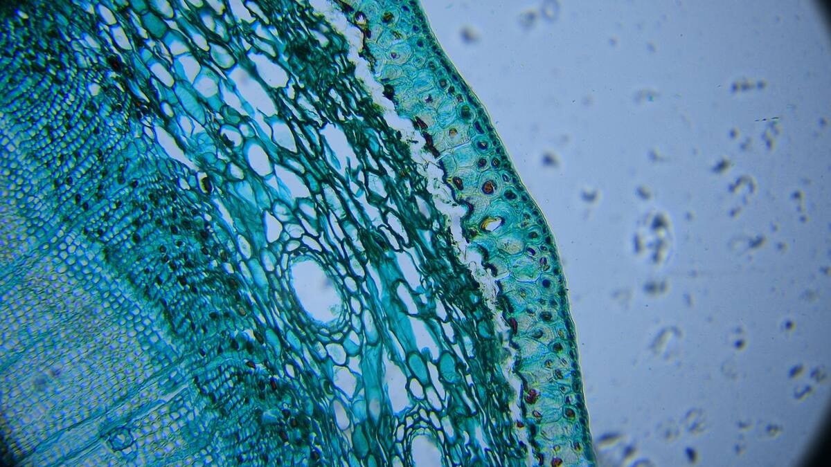 Tudela, ciudad candidata para crear el mayor centro europeo de microalgas