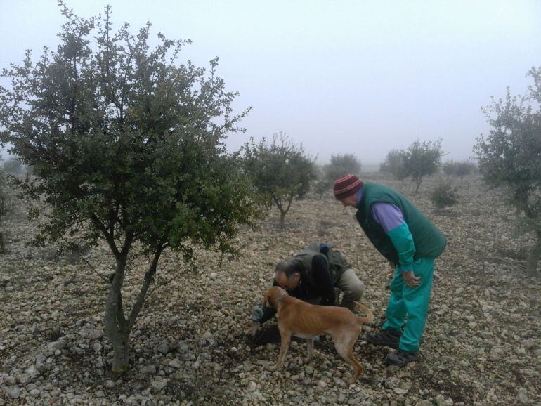 Recolectores buscando trufas en la provincia de Palencia