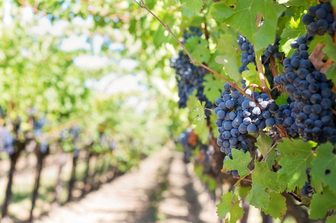 Diecinueve vinos consiguen 98 puntos en la Guía Peñín