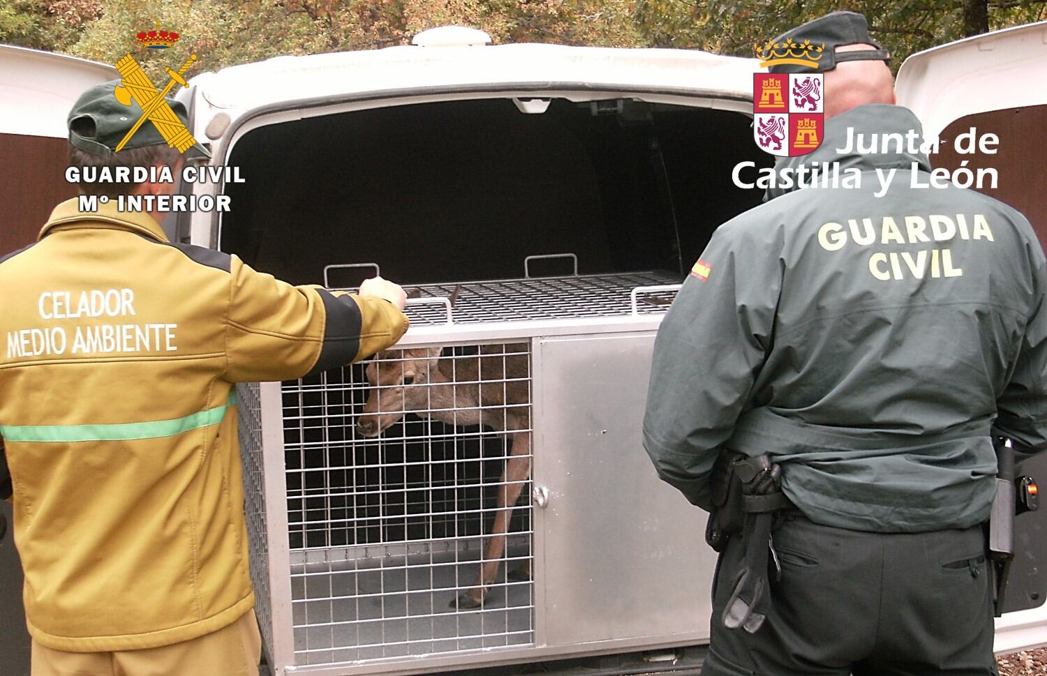 Agentes de la Guardia Civil y celadores de Medio Ambiente liberan a una cierva cautiva en una explotación ganadera