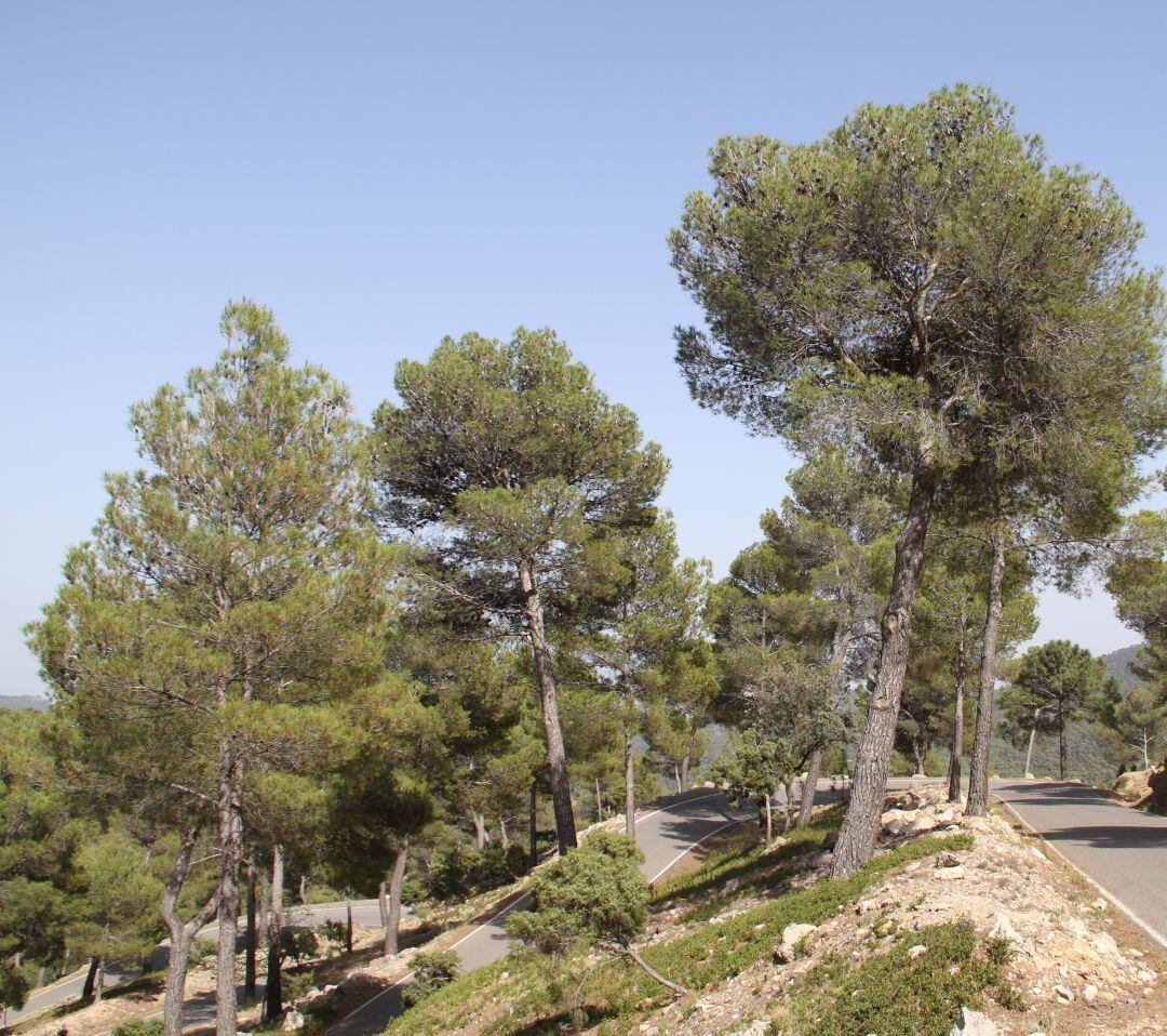 Sierra Espuña