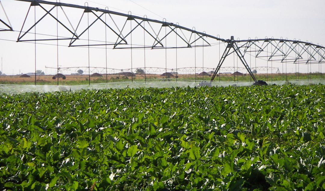 Una explotación en regadío