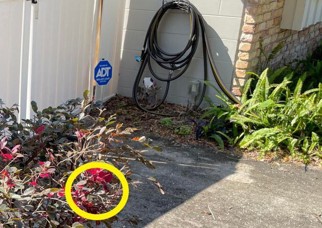 La serpiente estaba junto a los matorrales.