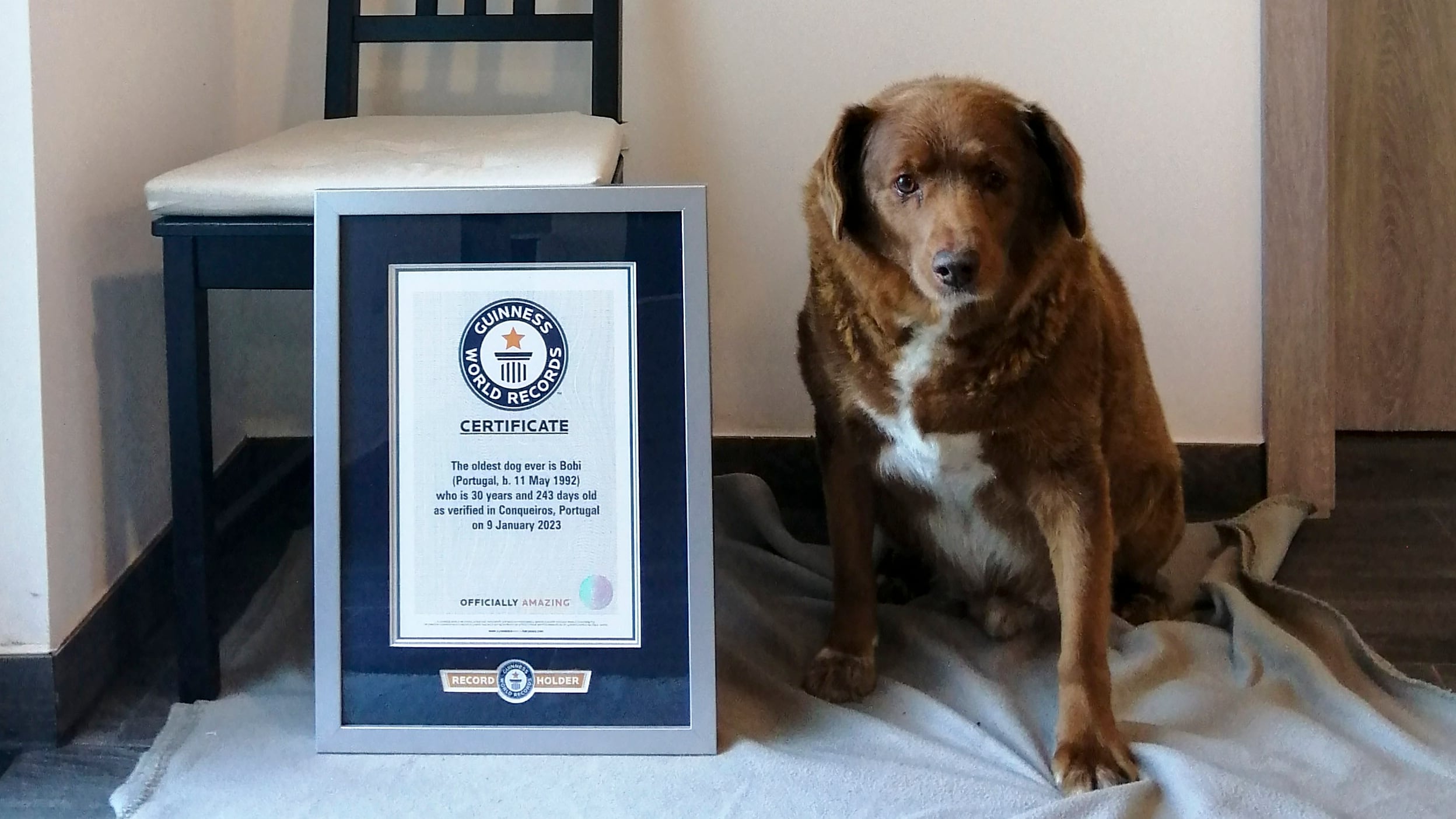 Bobi, un mastín del Alentejo de 30 años y 267 días de edad y residente en el municipio de Leiria (centro de Portugal), ha sido reconocido este jueves con el Récord Guinnes por ser el perro más viejo del mundo. EFE/ Guinness World Records.