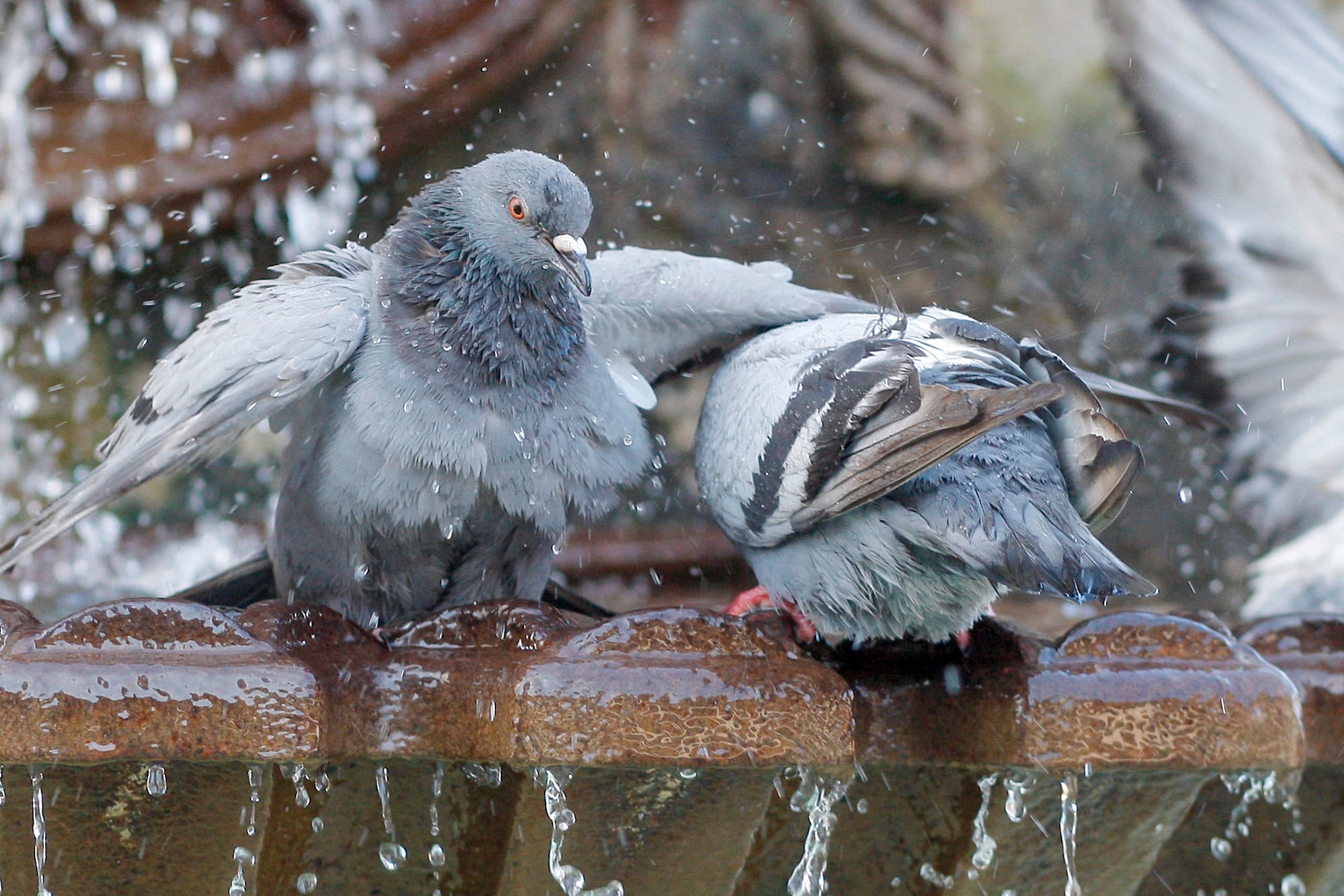 El contrato pretende estudiar la distribución de las palomas para controlar su población