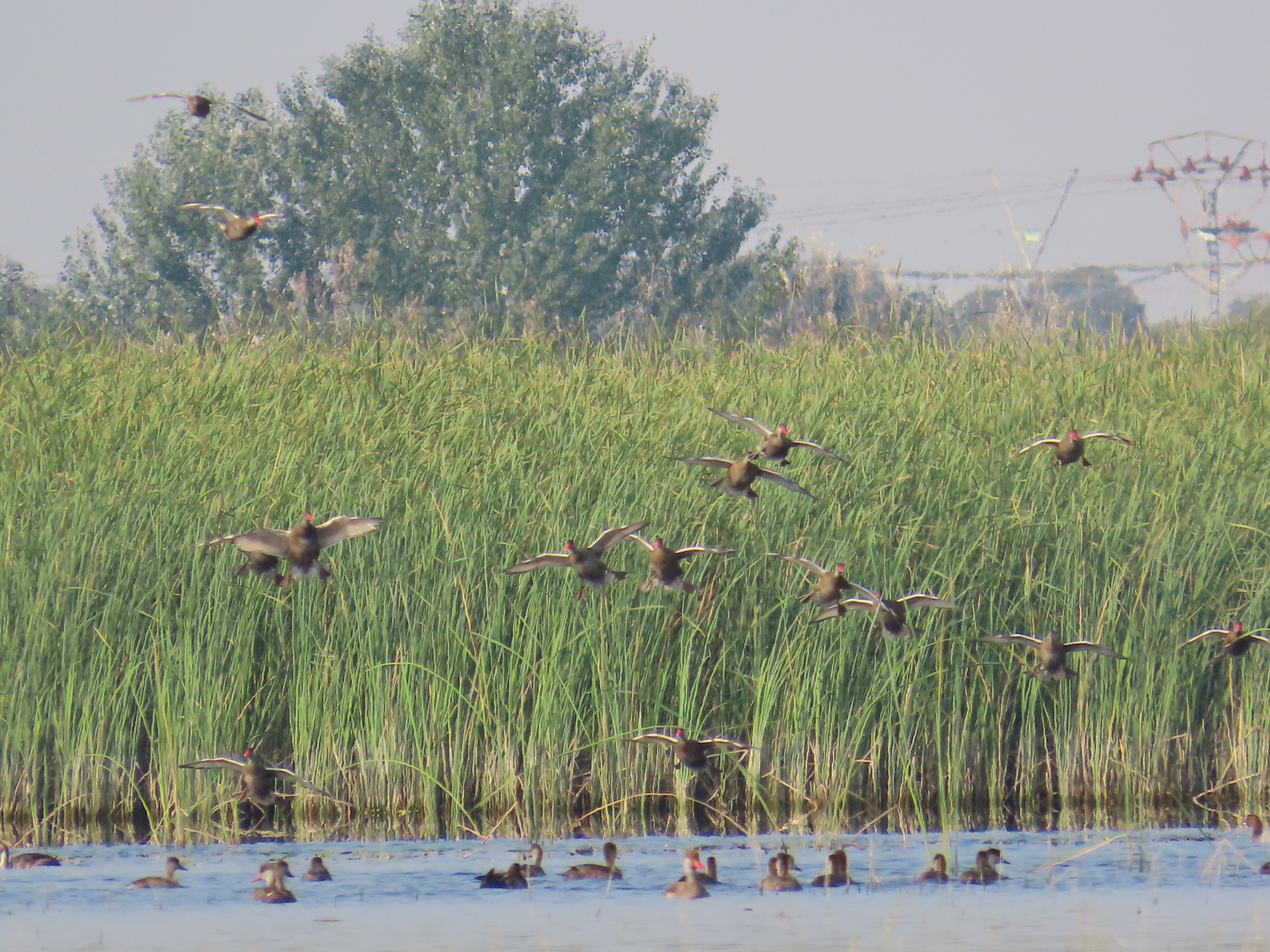 Patos colorados en vuelo en Las Tablas de Daimiel