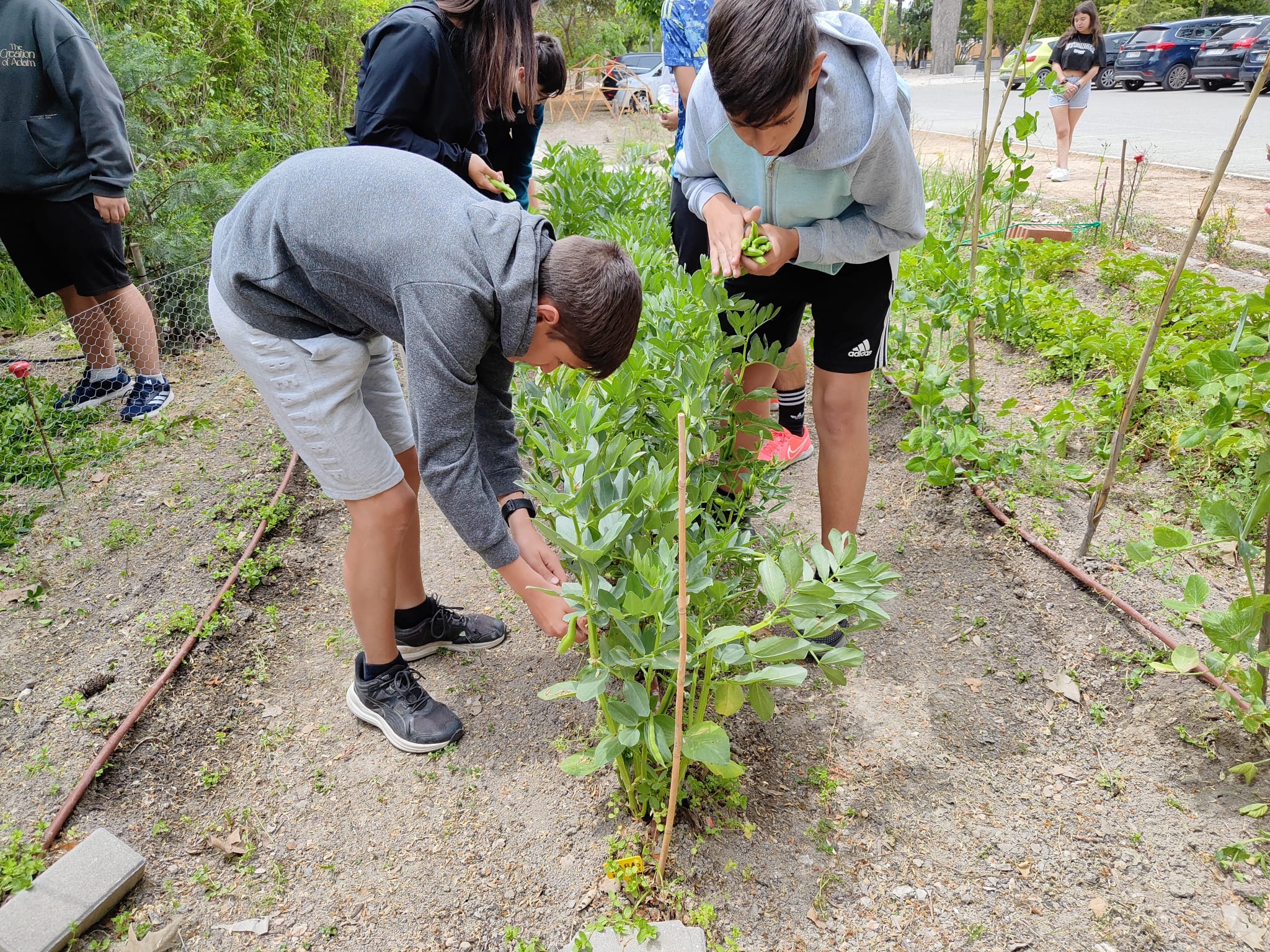 Alumnos en el huerto