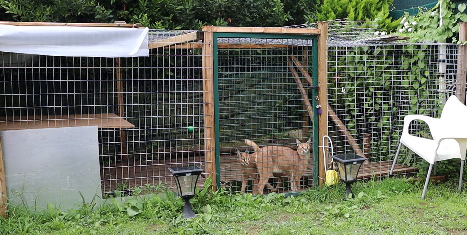 Caracales rescatados