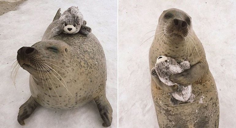 La foca se encuentra en un zoológico en Japón.