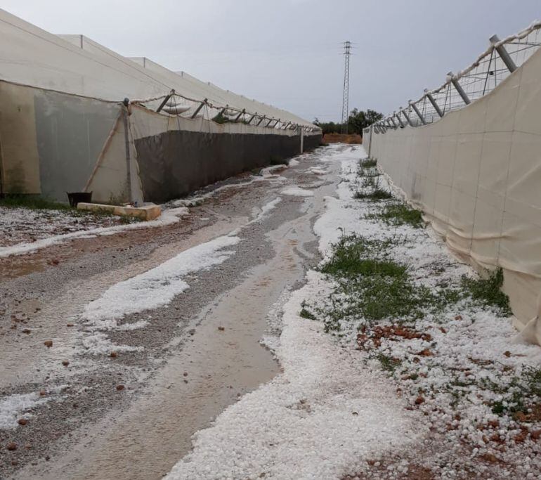 Efectos de la tormenta de granizo en plantaciones de la Comarca de Baza