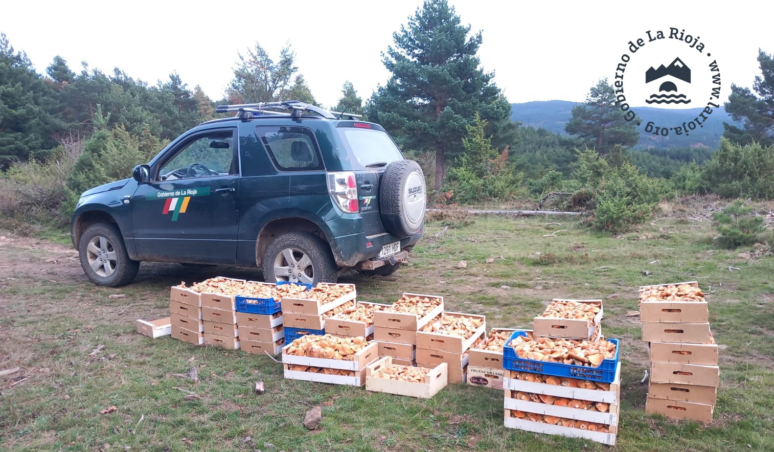 Agentes forestales decomisan 400 kilos de níscalos recogidos en Lumbreras