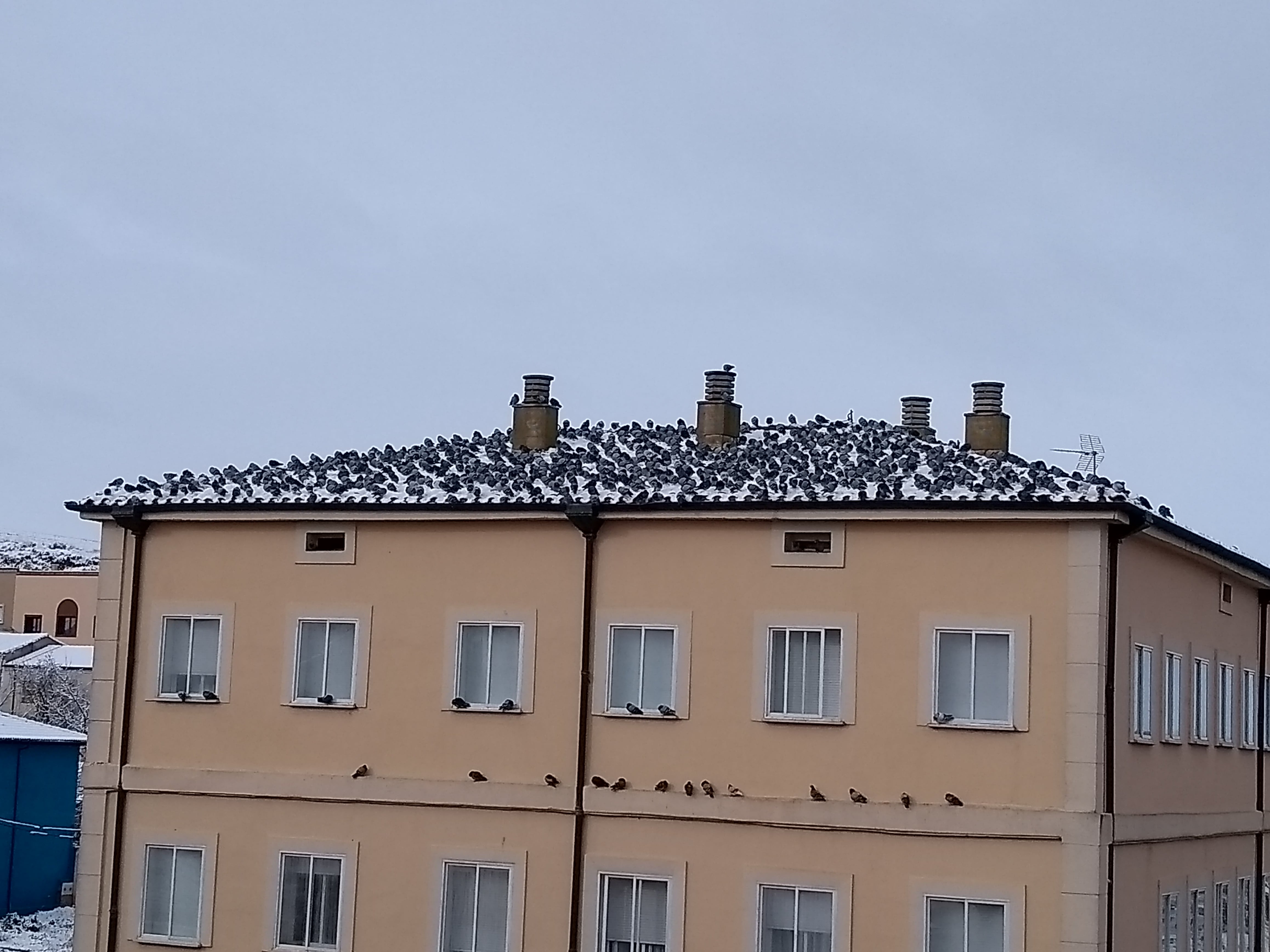 La sociedad que generan las palomas es una de las quejas más frecuentes del vecino de Burgos