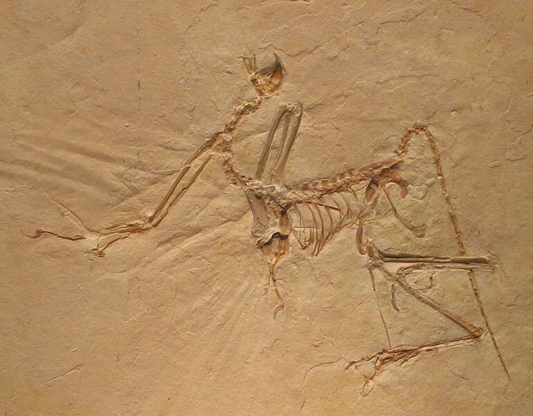  El fósil de un Archaeopteryx, un ave primitiva con caracteres intermedios entre los dinosaurios emplumados y las aves modernas.