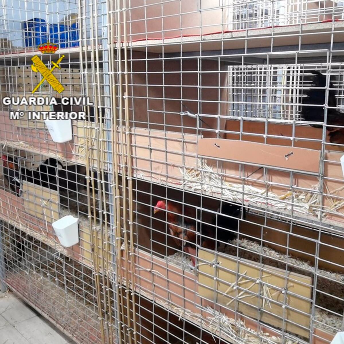 Detenido un veterinario por cortar crestas a más de 4.000 gallos en varias comunidades como Cantabria