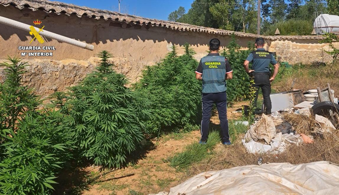 Plantas de marihuana incautadas en Olmos de Ojeda