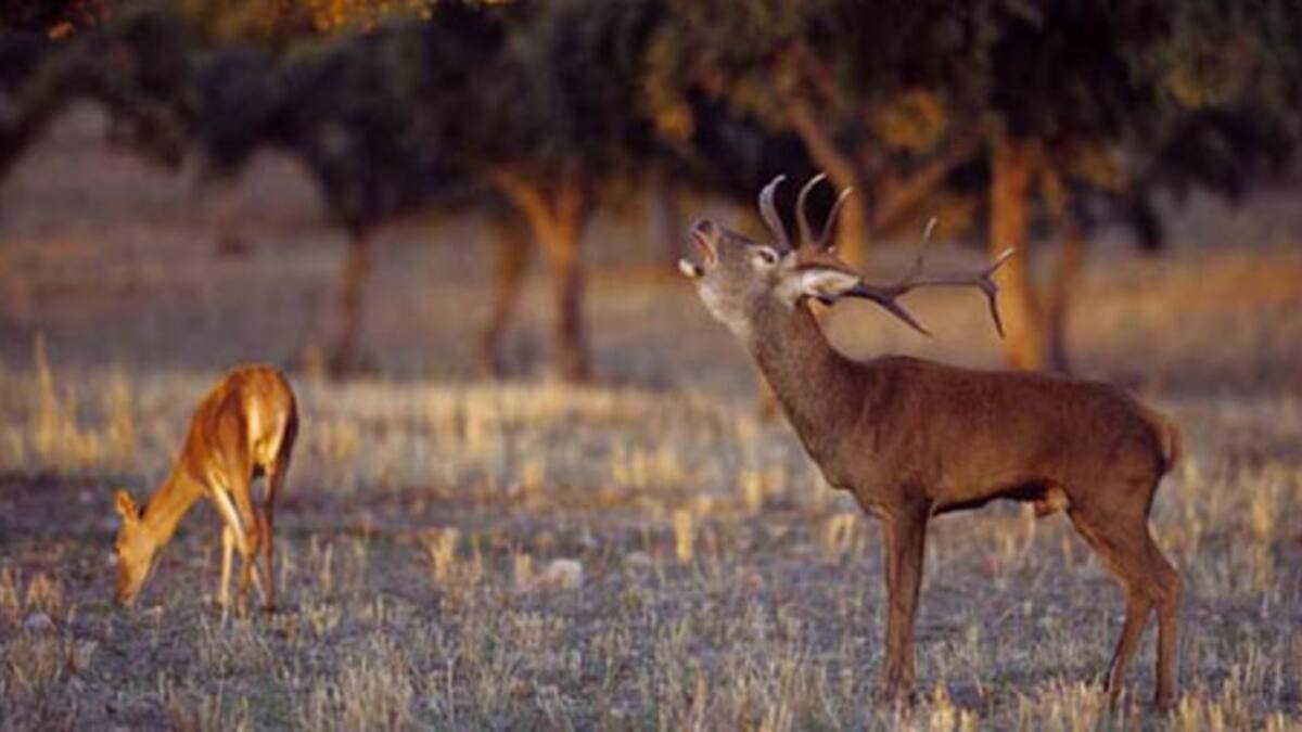Monfragüe ya vibra con la berrea