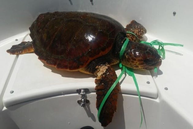 Esta tortuga fue encontrada y recogida en la costa de La Palma atrapada y con síntomas de ahogamiento por un plástico alrededor de su cuello.