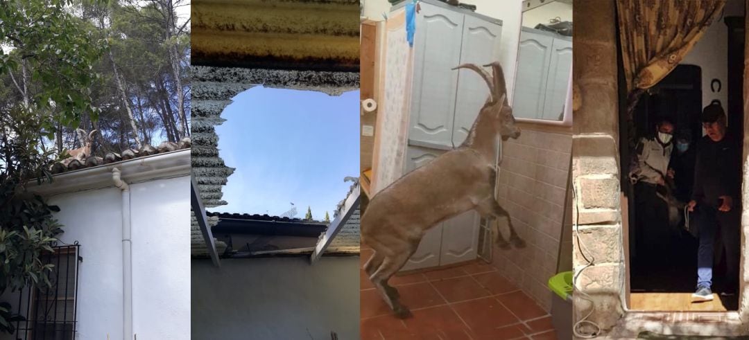 El animal se subió al tejado y de ahí se precipitó al interior de la casa por un tragaluz, despues fue evacuado gracias a la pericia de un Agente Forestal y varios vecinos