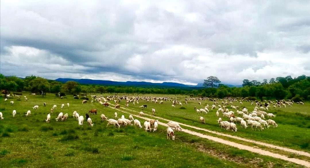 Ganado de ovejas en Zarzuela, mayo de 2020