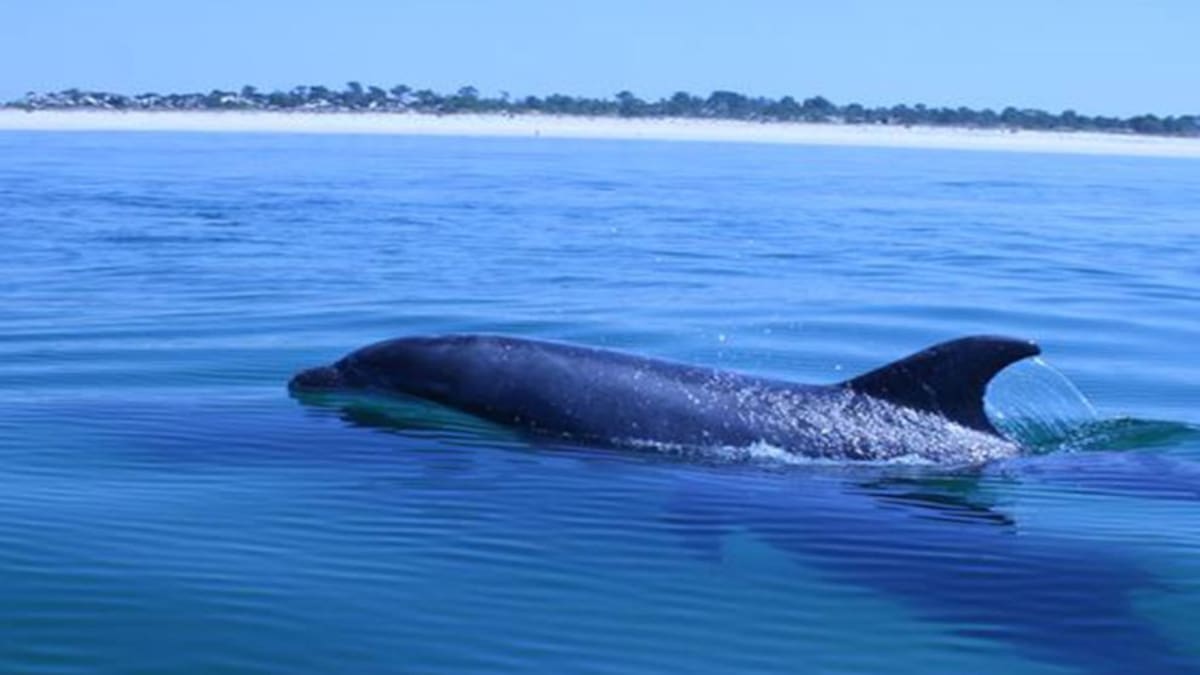 Tao Cerca: Os golfinhos do Sal