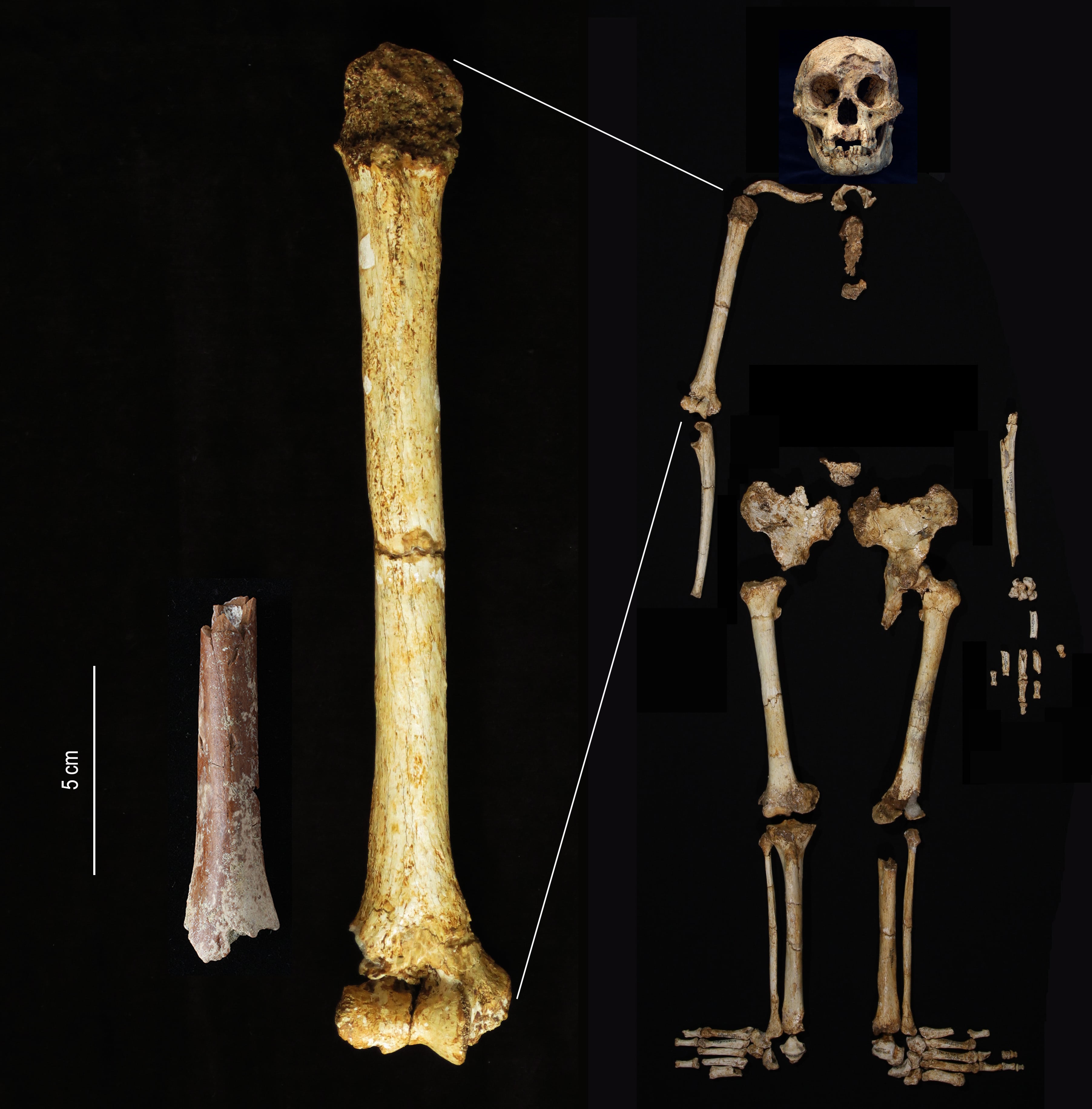 El fragmento de húmero de Mata Menge (izquierda) se muestra a la misma escala que el húmero de Homo floresiensis de Liang Bua.